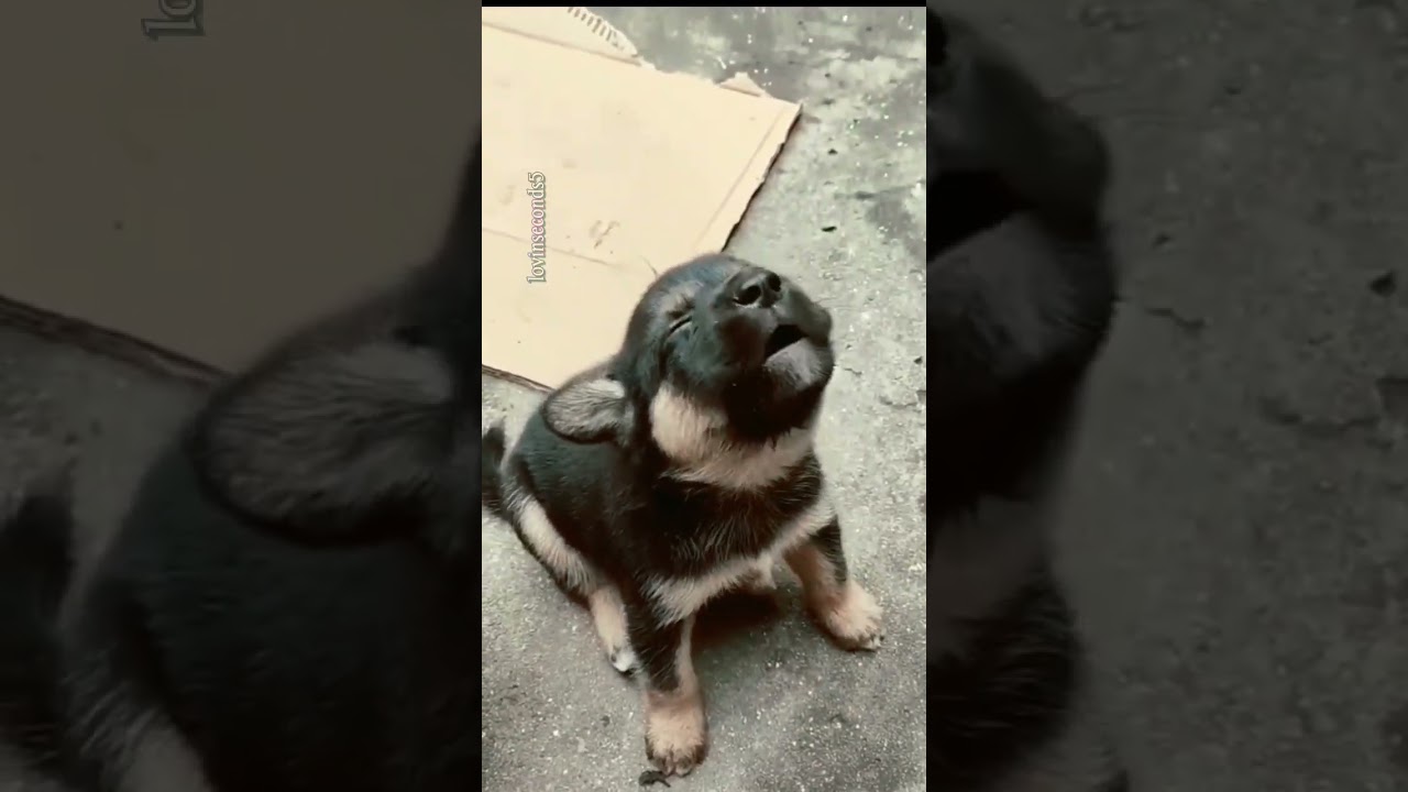 puppy crying😭❤️ #shorts #puppiessound #cutepuppy #shortvideo #doglovers #4kstatus #viral
