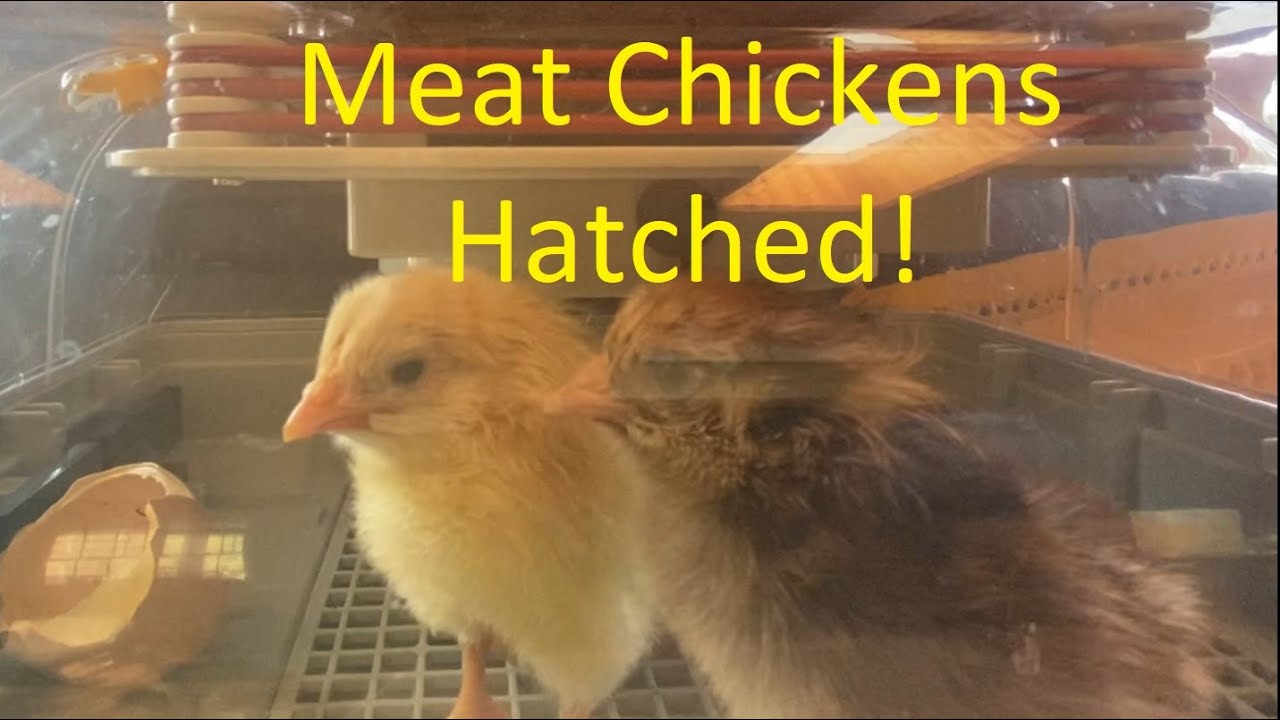 Week 42 Cross Breeding Meat Chickens