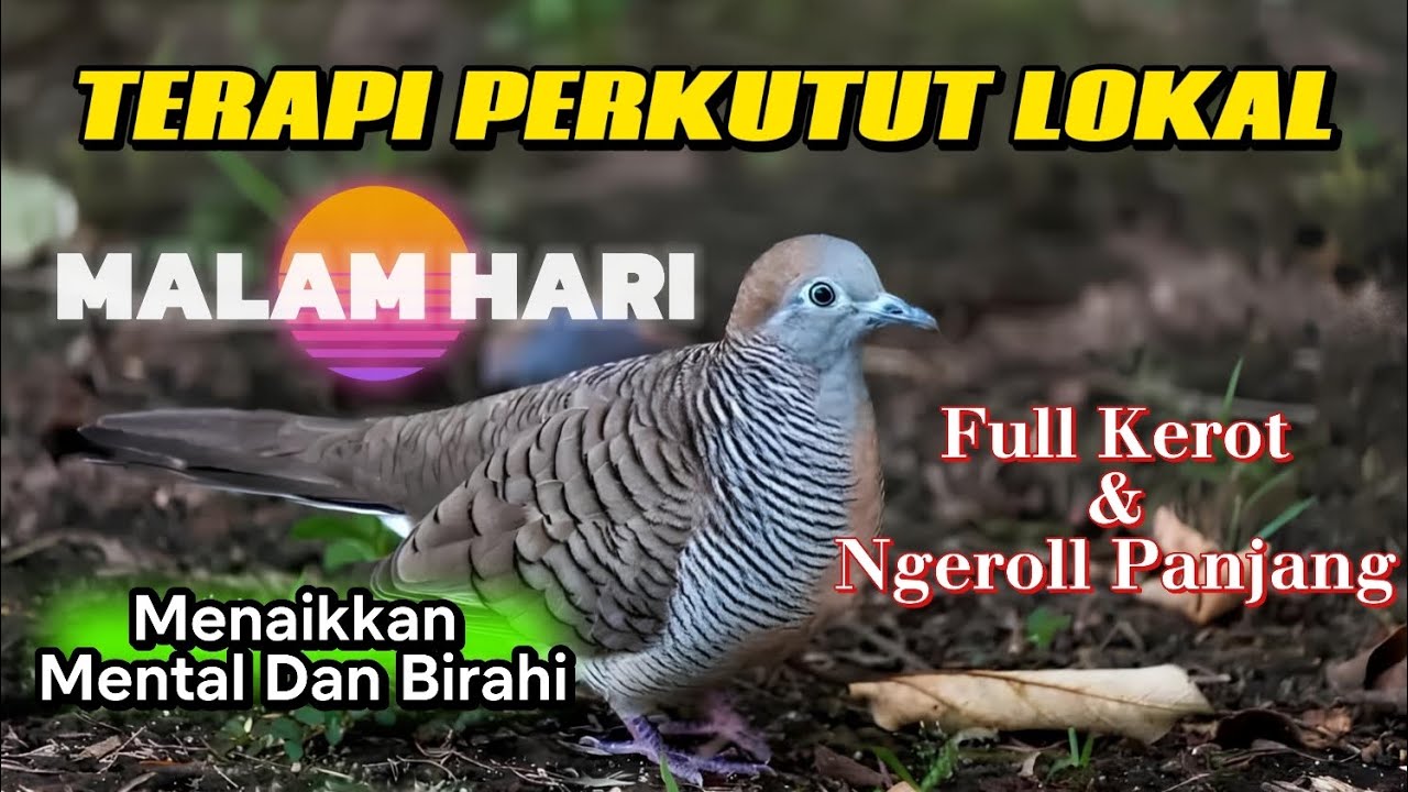 Terapi perkutut lokal malam hari | pancingan perkutut malam hari untuk menaikkan mental dan birahi