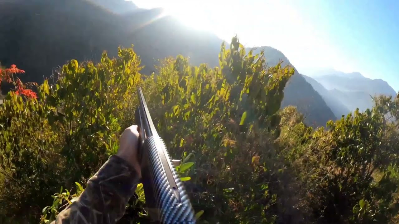 early in the morning 🌅 first black partridge with my pointer dog black enjoy the hunting vedio s