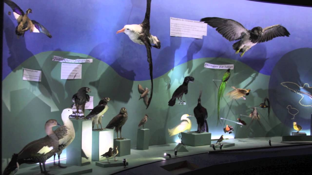 Montaje de la nueva exhibición de aves del Museo Argentino de Ciencias Naturales