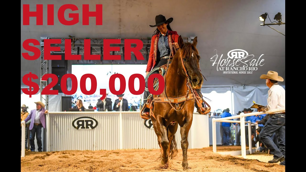 The Most ELITE HORSE SALE & A SNEAK PEEK I Montana Pack Trip
