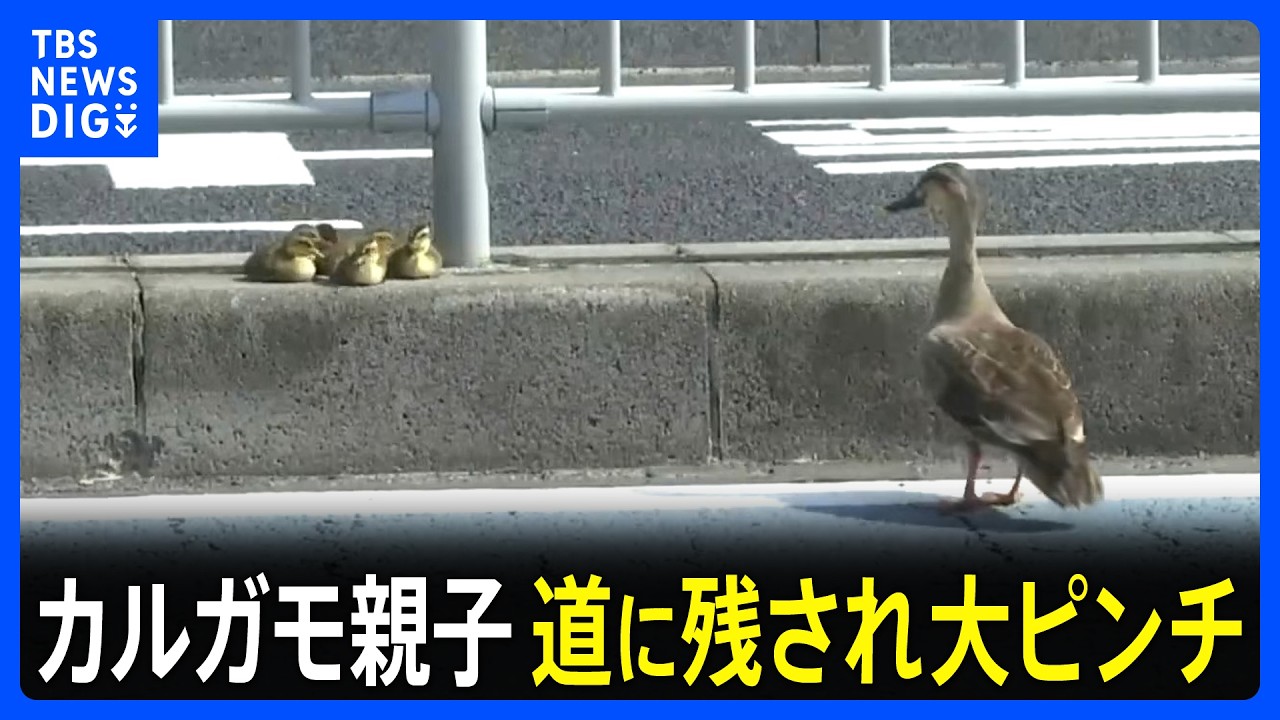 カルガモ親子&nbsp;道に残され大ピンチ！警察が救出も&hellip;「まじか！」&nbsp;待ち受けていた更なる困難！かわいい家族の運命は！？｜TBS&nbsp;NEWS&nbsp;DIG