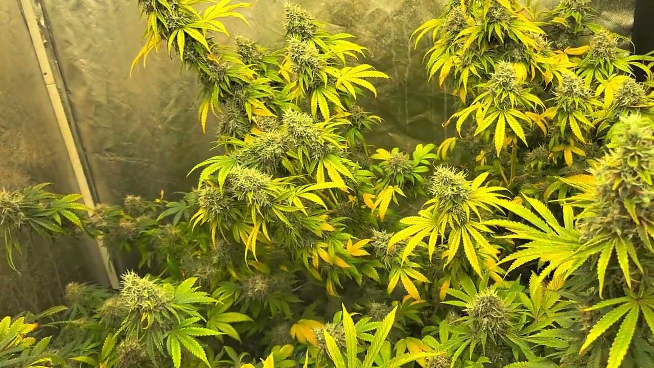 Simple Cannabis Grow Week 9