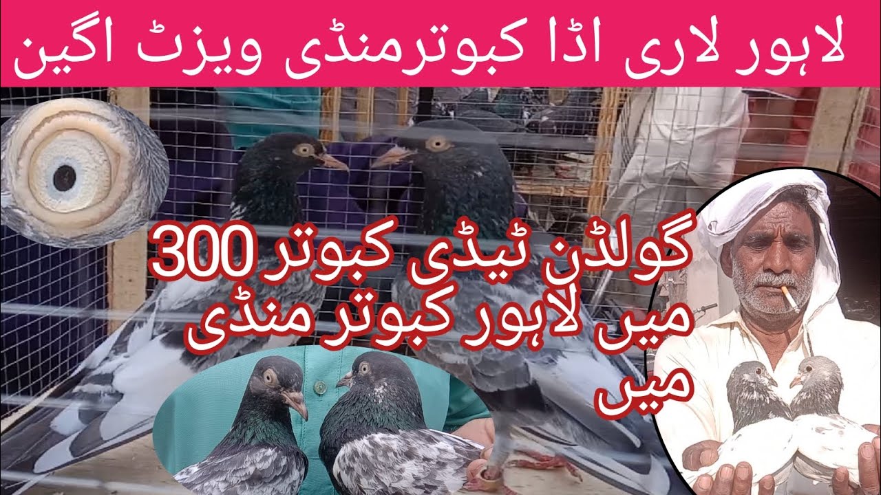 Lahore lari Adda Kabootar Mandi 2023۔Shakeel Ahmad birds market #video #viral #top#kabootar #pigeon