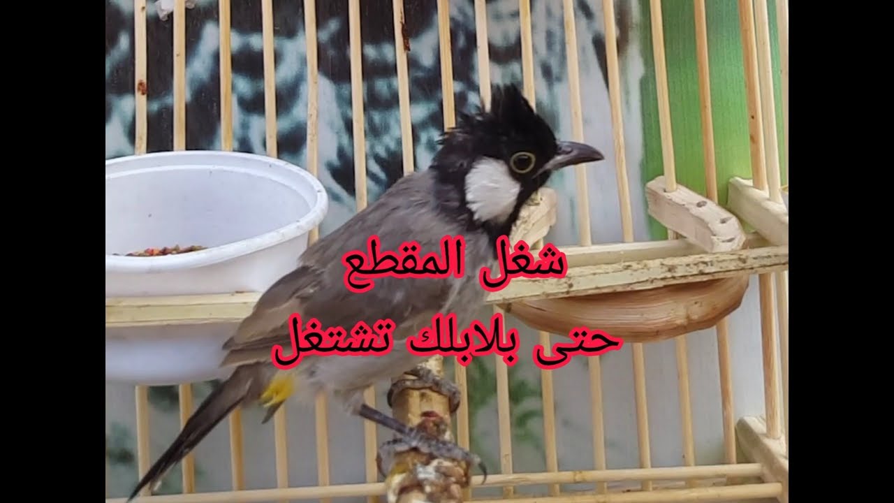 تغريد مخاليف وحشيه كاع منفذ مندلي طيور نظيفه //