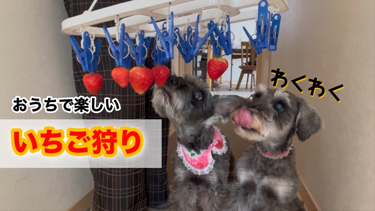 おうちでいちご狩り⁉️ 洗濯バサミを使った画期的な方法にナナ夢大興奮！