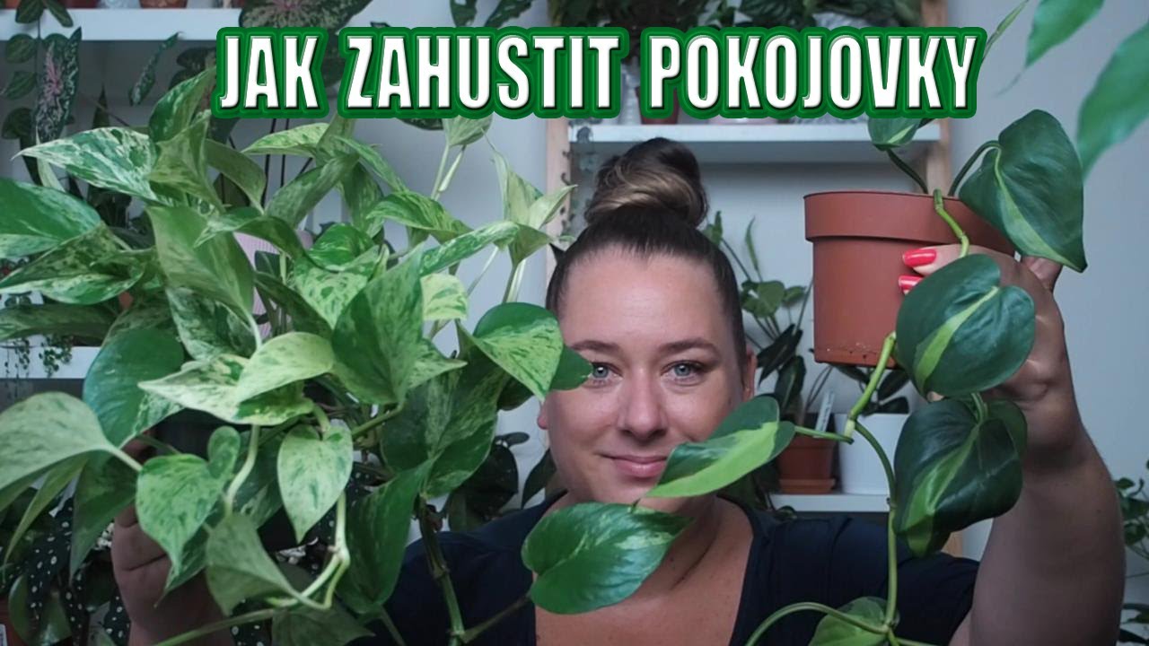 Jak zahustit kytku
