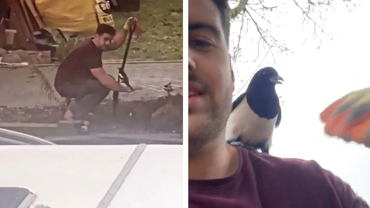 Friendly Magpie Joins Man Working In Garden