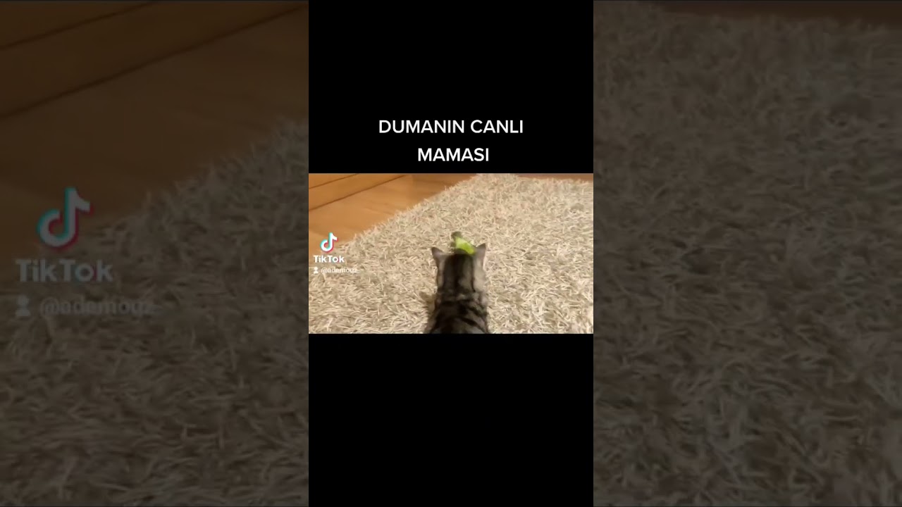 CANLI MAMA
