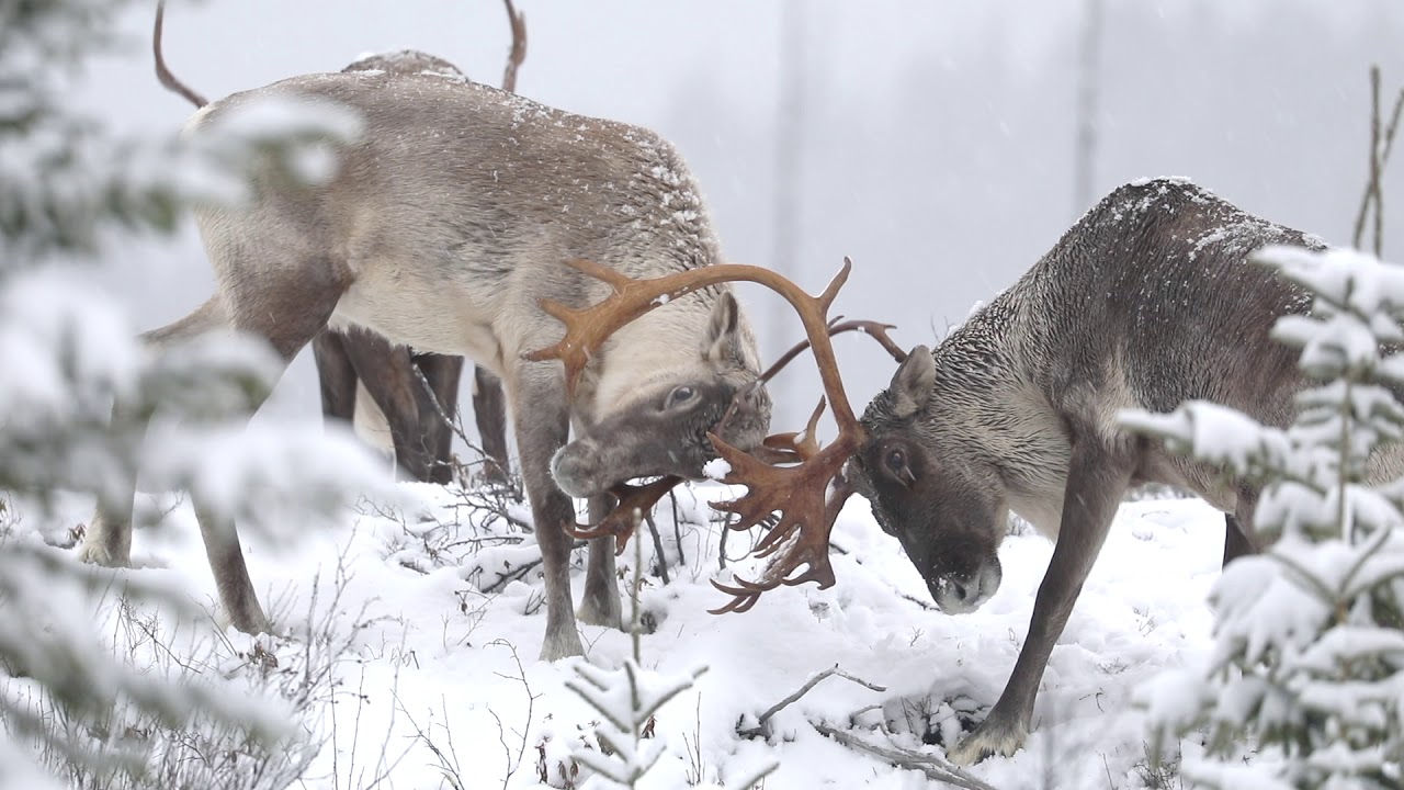 Caribou forestier Charlevoix