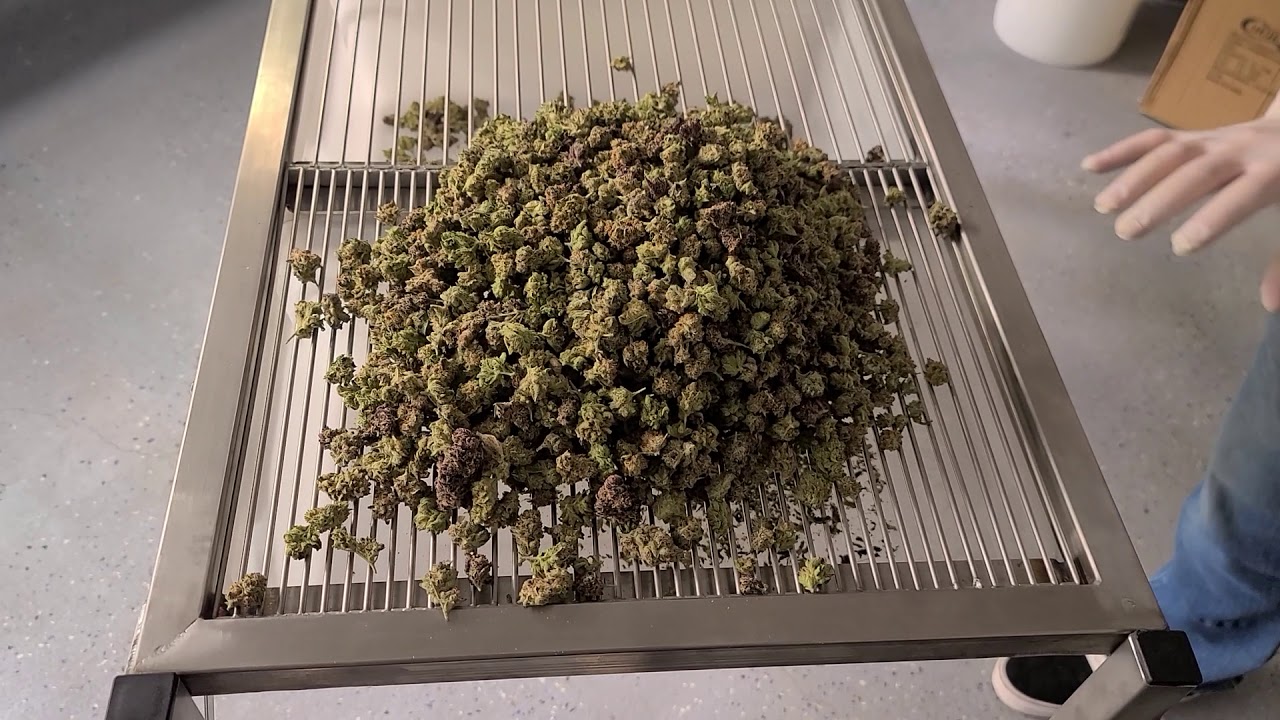 BudZorter Cannabis and Hemp sorting table