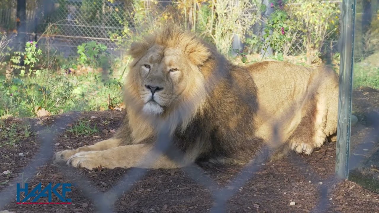 Haake trapped-key interlocking systems in zoos – an application example
