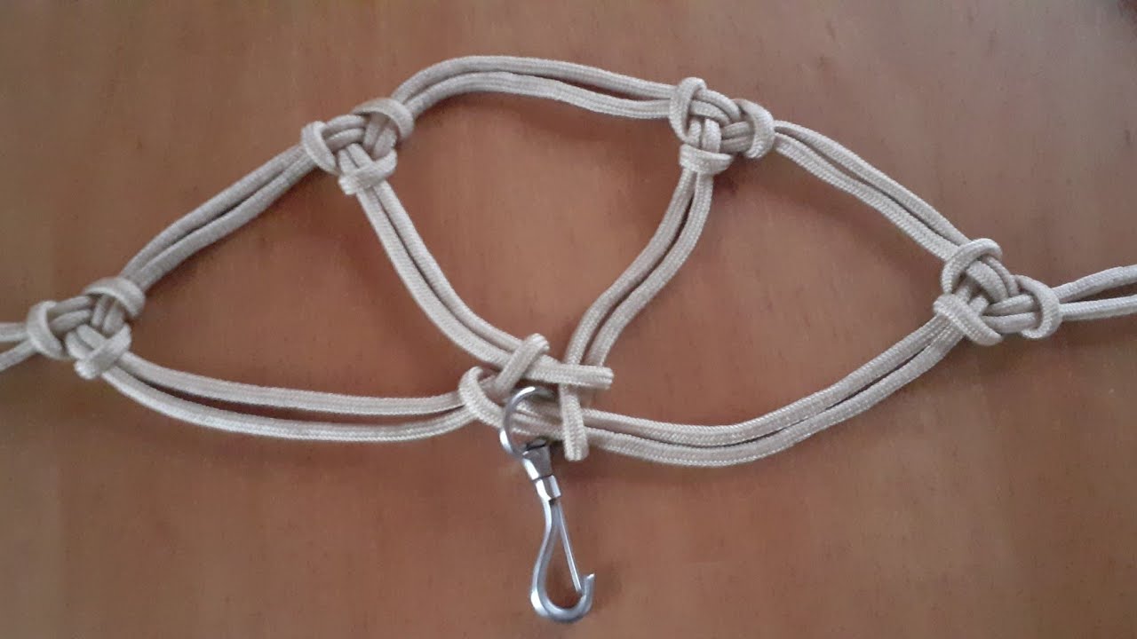Cabresto para touros de exposição.