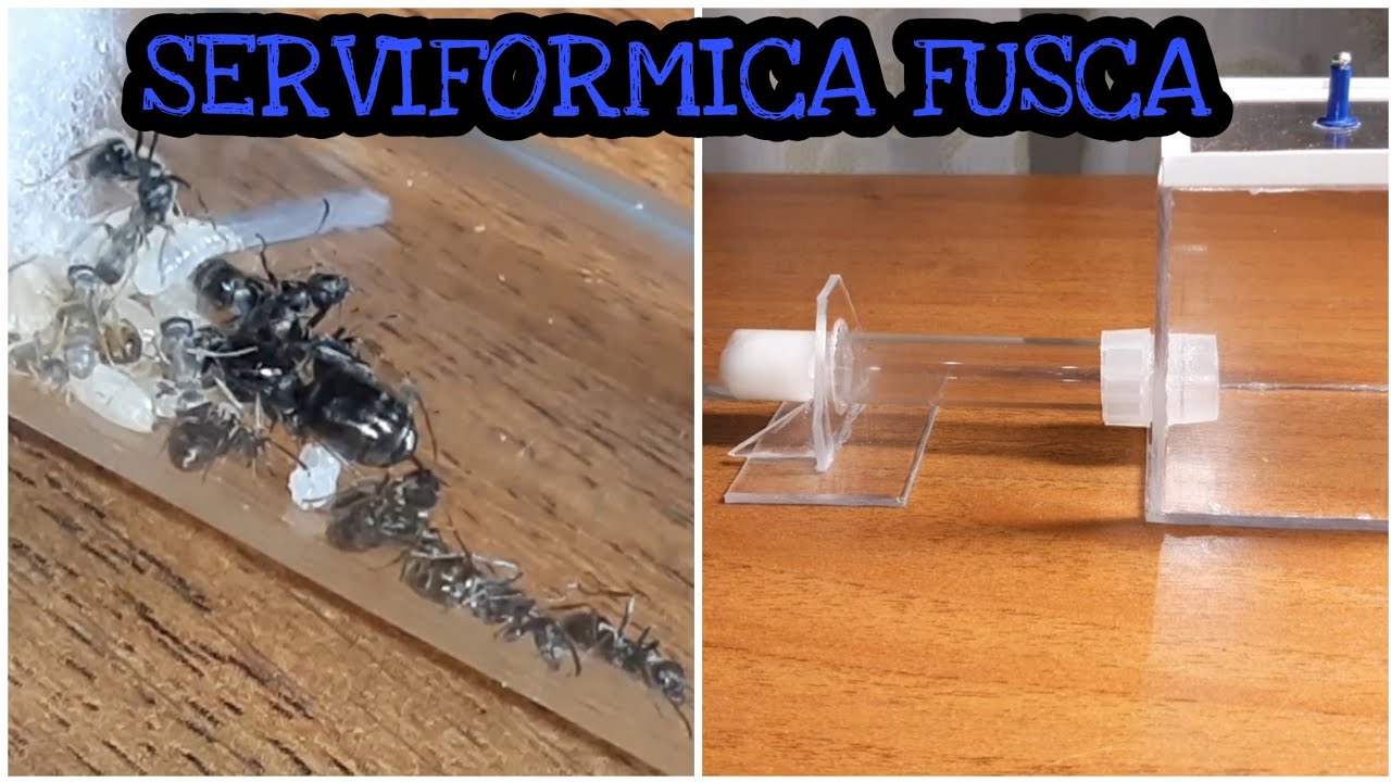 Моя колония serviformica fusca|подсоединяю арену очень быстрым муравьям.