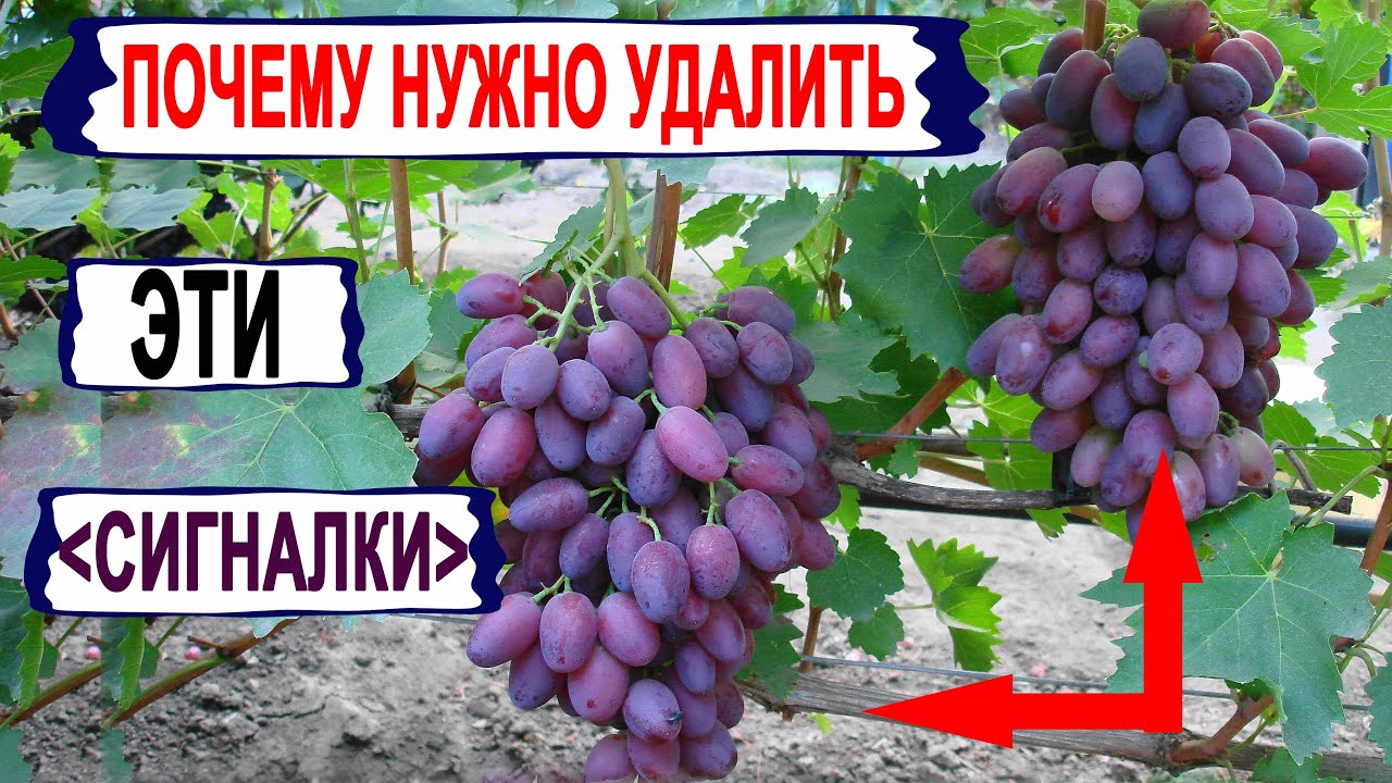 🍇 Даже не ДУМАЙ оставлять ЭТИ СИГНАЛЬНЫЕ ГРОЗДИ на винограде. Как виноградари обманывают сами себя!