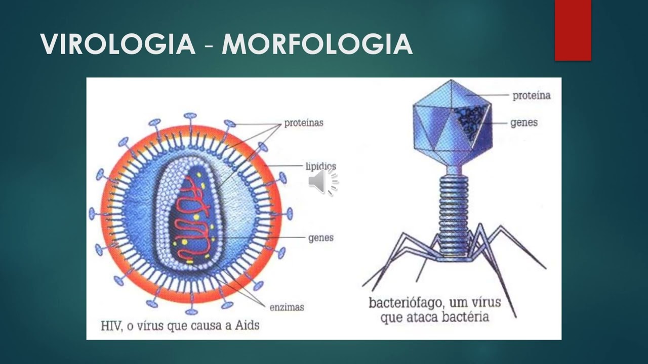 VIROLOGIA & MICOLOGIA