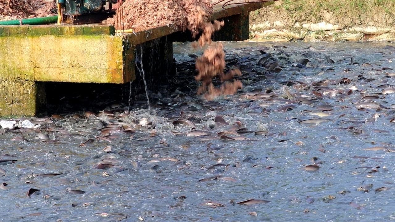 Million Of Big Hybrid Magur Eating Food In Pond || Hybrid Magur Fish Farming Business || Part 75