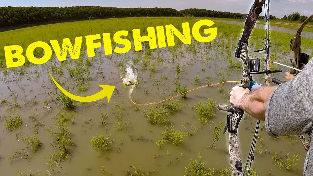 BOWFISHING FOR CARP - Hunting Fish!