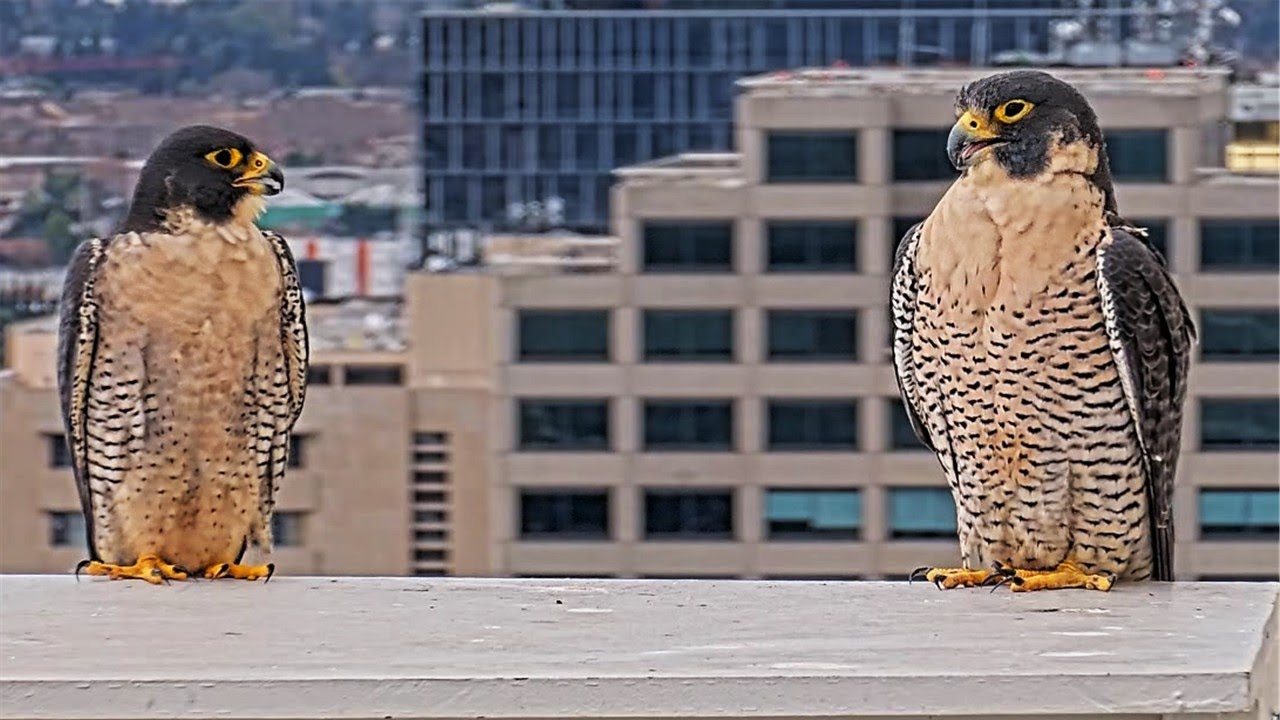 San Jose CH Falcons: Hartley & Monty in Breathtaking 4K on New Cameras ✨🎥 2024 Dec 21