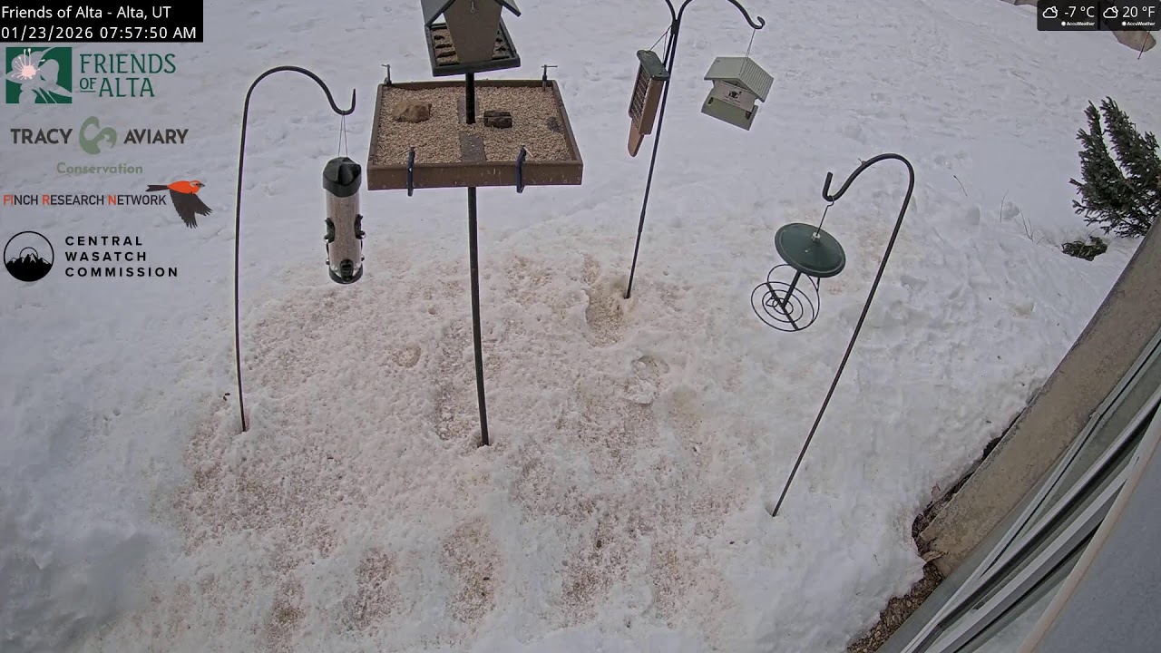 2026-01-22 - Night - Friends of Alta - Alta, UT - Live Stream Bird Feeder Cam (FiRN)