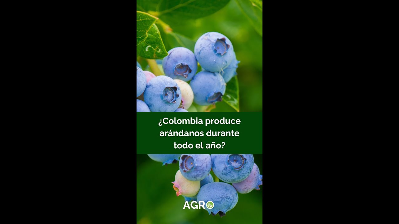 ¿Sabías que Colombia produce arándanos de exportación durante todo el año?