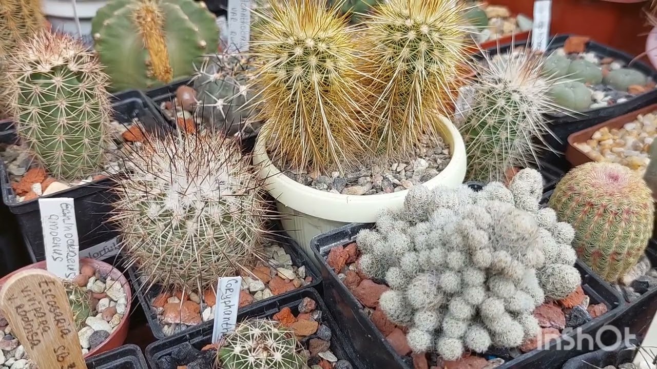 Эскобария🌵Выращивание и содержание в коллекциях🌸🌵