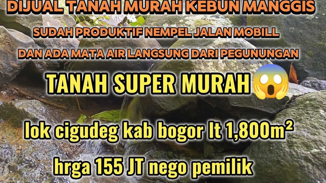 DIJUAL TANAH MURAH NEMPEL JALAN MOBIL KEBUN MANGGIS SUDAH PRODUKTIF LOKASI DI CIGUDEG KAB BOGOR