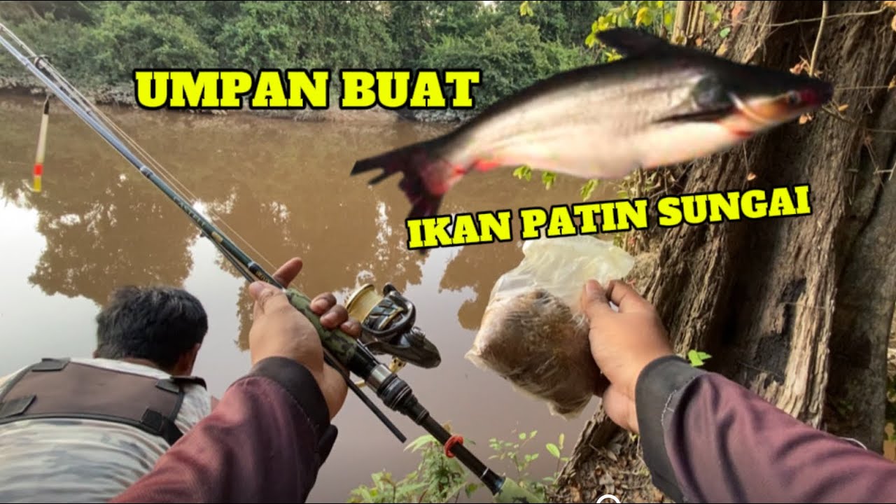 UMPAN IKAN PATIN - MANCING SUNGAI