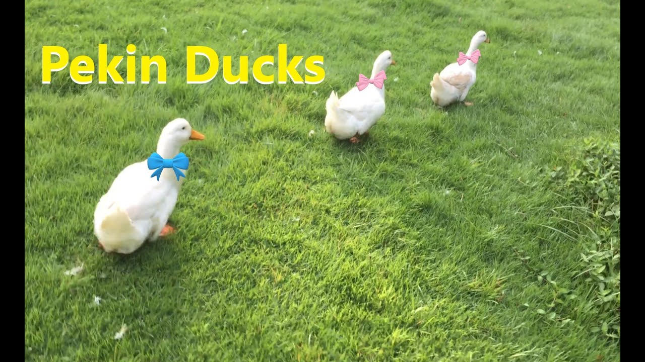 Difference Between Male and Female Pekin Duck