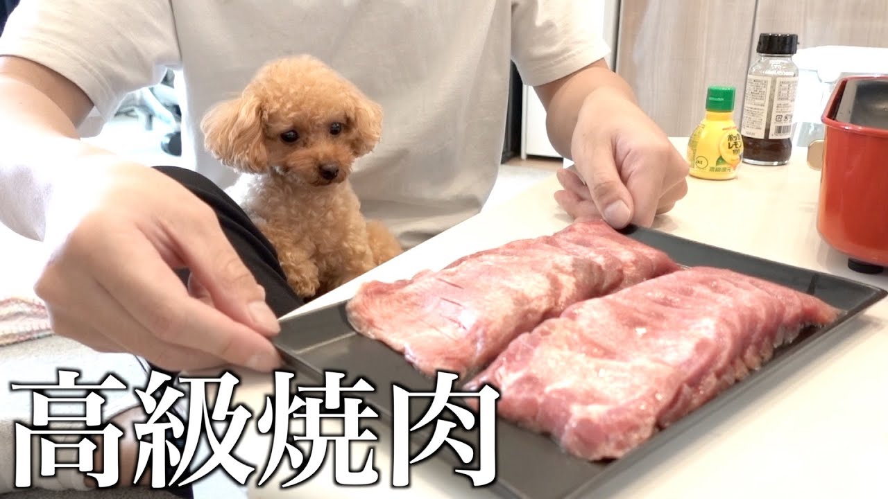 トイプードルと独身男の高級焼肉パーティ！！