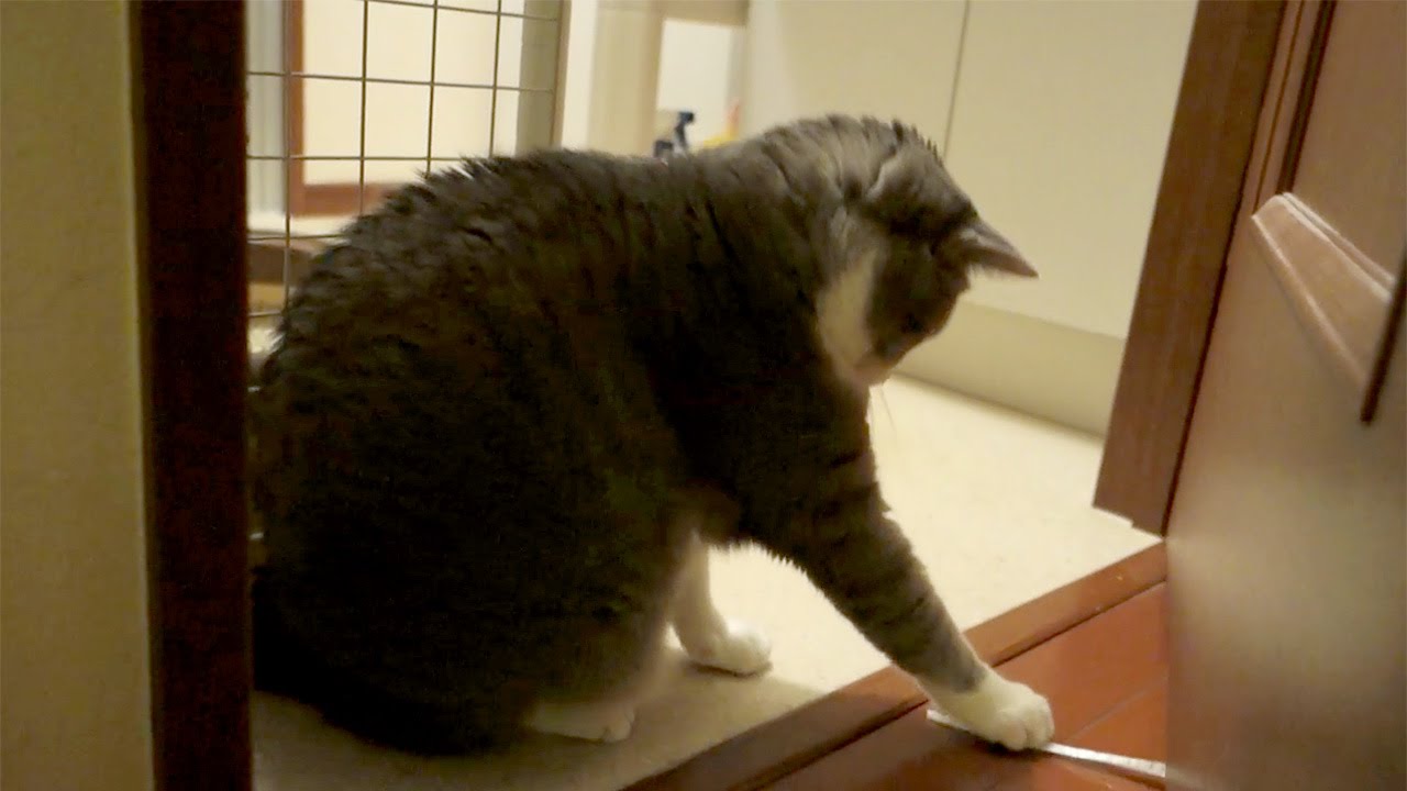 ひも遊び - Cat Playing With String -