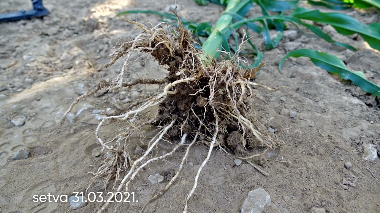PIONEER P9911, kako se POKAZAO u RANOJ SETVI u SREMU