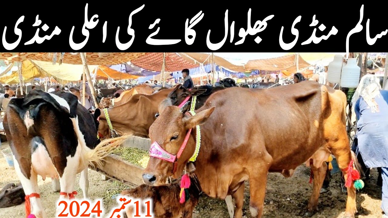Salem Mandi Bhalwal Sargodha | Australian Friesian Jersey Cow || Mandi Star