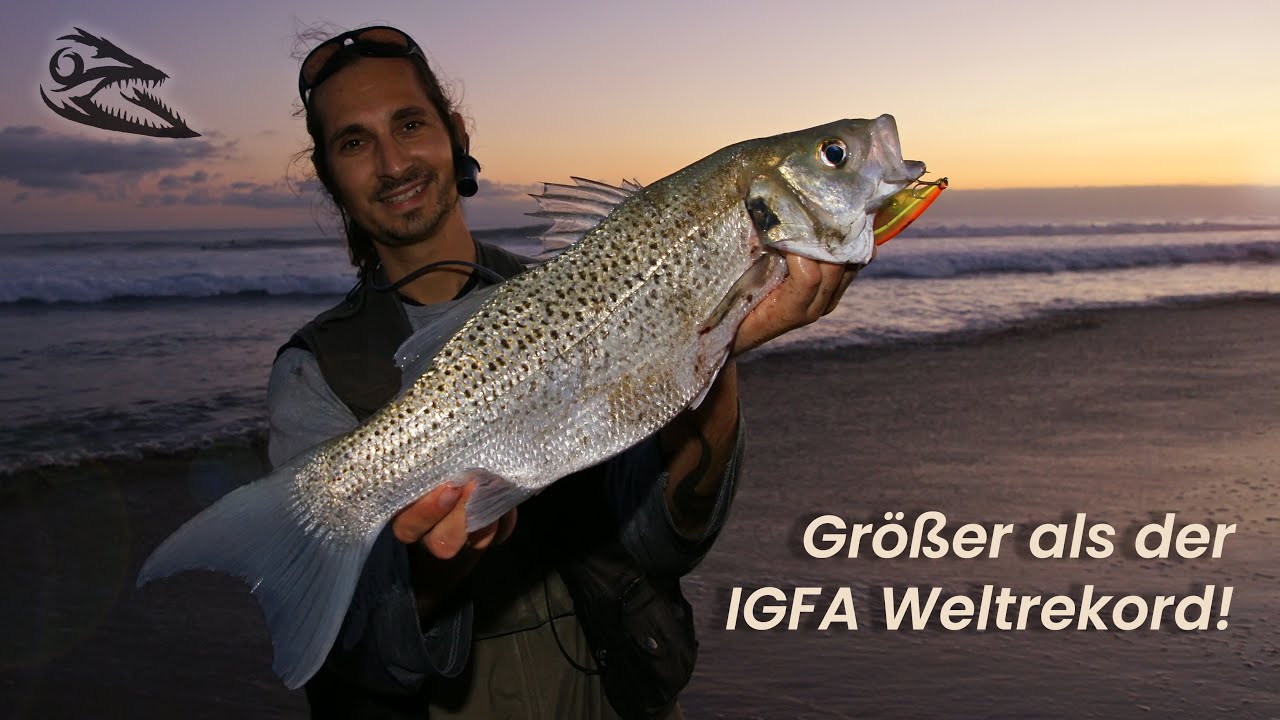 Rekord Gefleckter Wolfsbarsch Gran Canaria - Spotted Seabass vom Strand