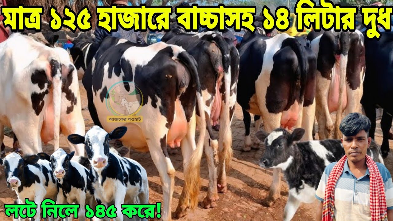 মাত্র ১২৫ হাজারে বাচ্চাসহ ১৪ লিটার দুধ! ৫ টা বাচ্চাসহ গাভী একসাথে নিলে দাম থাকবে ১৪৫ হাজার করে।