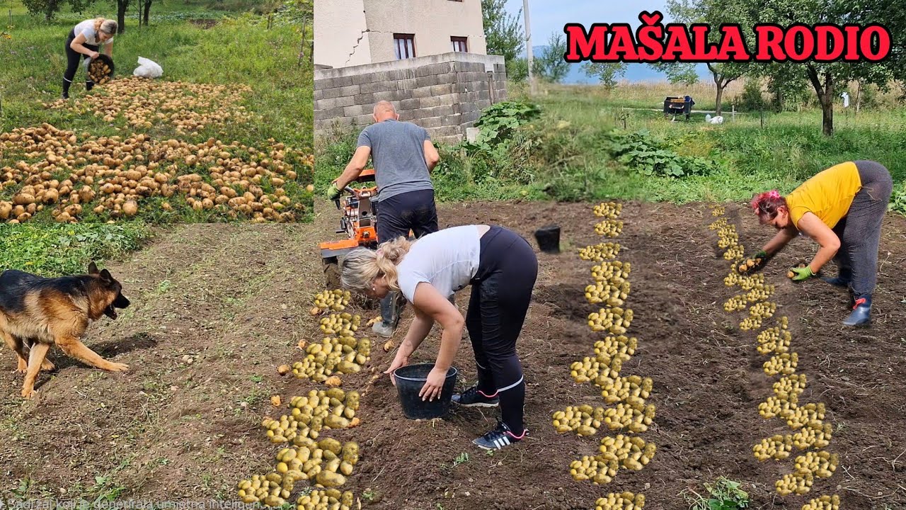 Vadimo krompir, prvi put sa kopačicom eksperimentišemo✨️