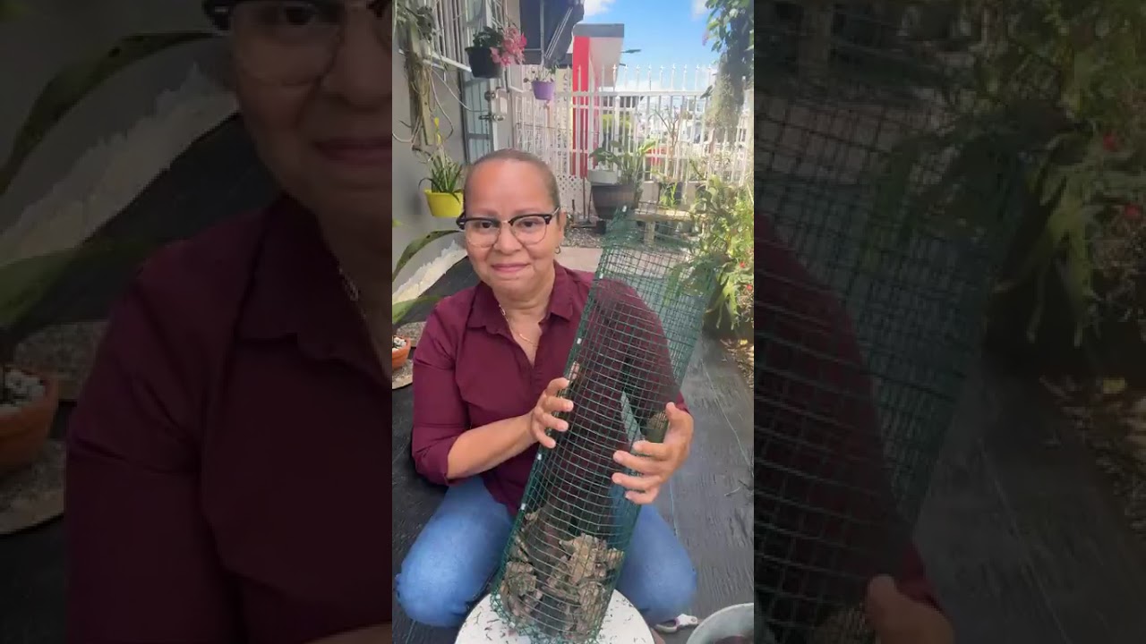 Cilindro de Vandas de sol 