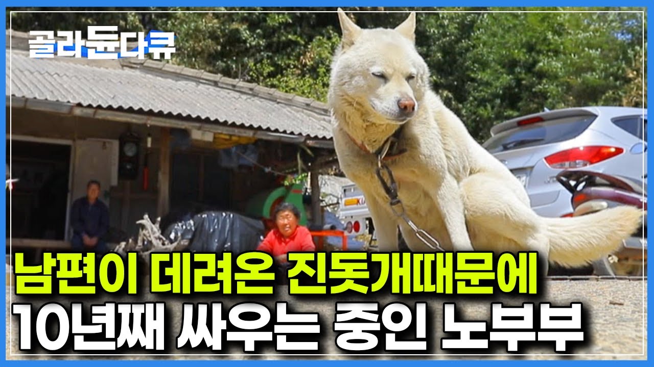 할아버지가 데려온 새끼 진돗개 때문에 10년째 골머리 썩히는 중｜할머니가 그래도 백구를 포기하지 못하는 이유｜#골라듄다큐