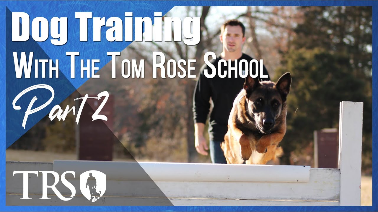 Professional Dog Training With The Tom Rose School | Part 2