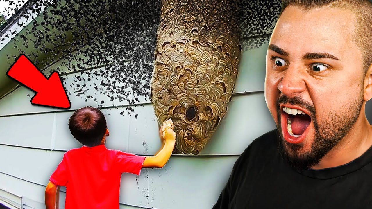 Dieses KIND GREIFT in MOSQUITO NEST?!😱