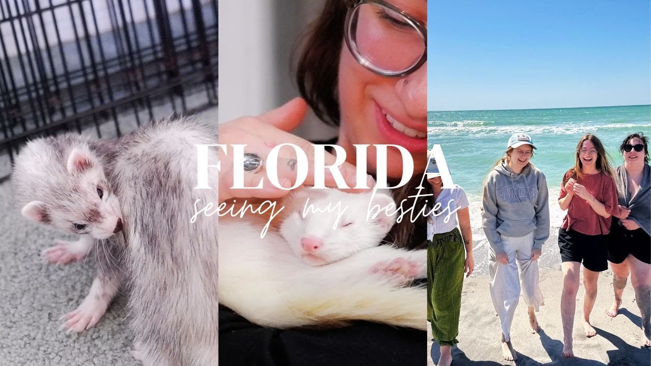 When Ferrets Bring You Together ♡ | Florida Trip '24