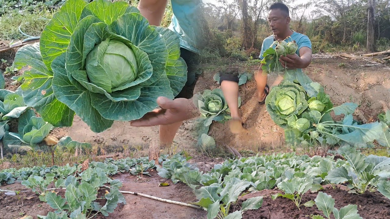The frist harvest Cabbage in my vegs garden 