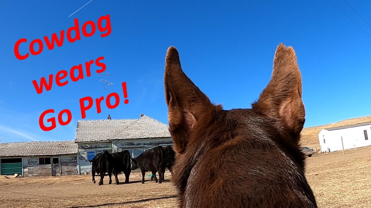 Hangin Tree Cowdog Wears Go Pro - Reata - Dagley Ranch Life Episode 20