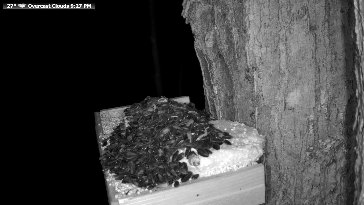 🐦 LIVE Wildlife Feeder | Birds, Squirrels & Forest Animals | Real Northern Wisconsin Nature
