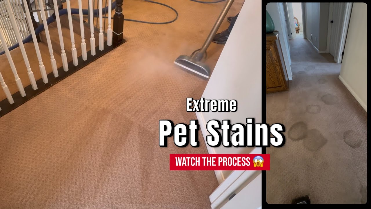 🐾 EXTREME Pet Stain Carpet Cleaning &ndash; Shocking Before & After! 🧼