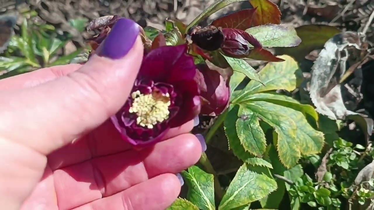 Сад півдня Обрізаю фруктові дерева Перші крокуси в саду