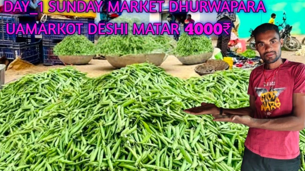 आज मैंने खरीदा उमरकोट देशी ग्रीन मटर _4000₹!ओर देखिए इतनी ज्यादा कमाई!🤑?