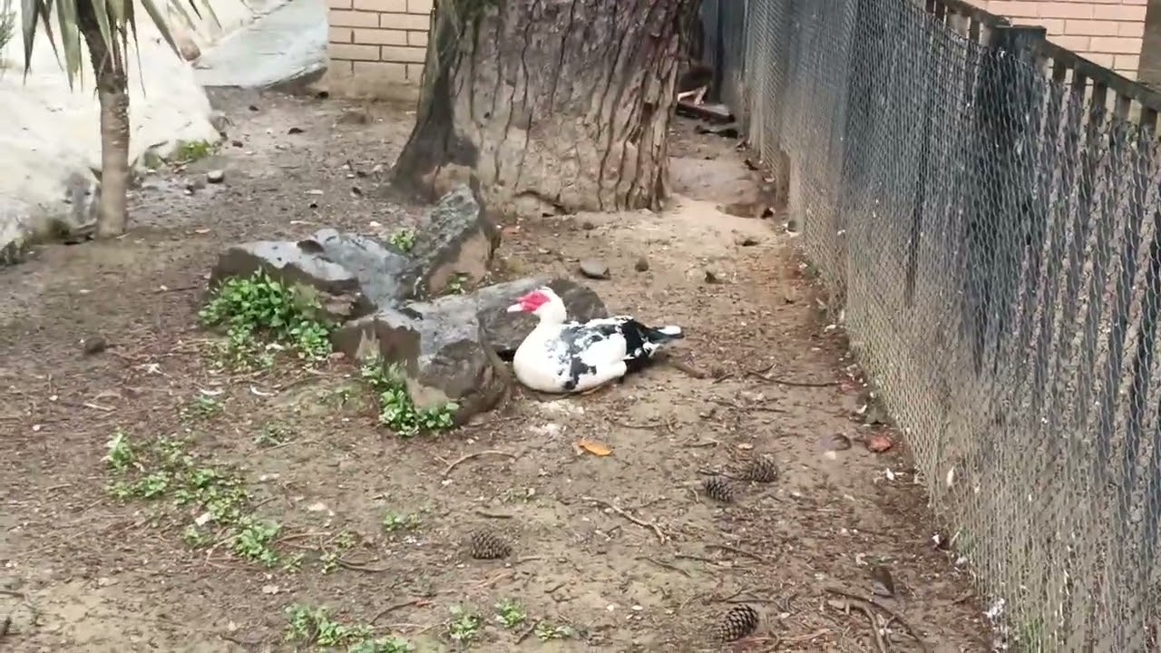 #duck#nature#zoo#birds#kacsa#convịt#and#bebek#lacha#&ouml;nd#pato#anatra#enten#Ente#eend#&ouml;rdek#Ankka#утка