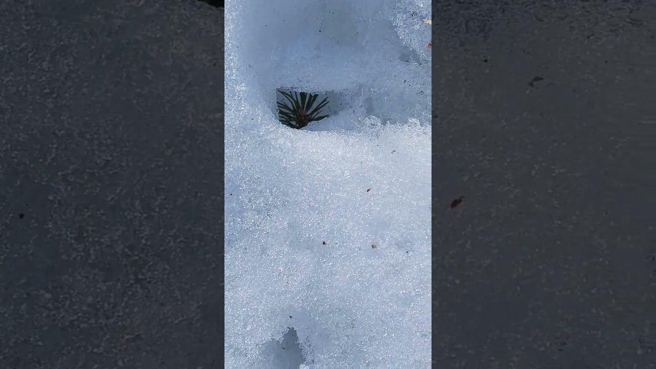 Scots pine tree seedling under layer of snow #scotspine #trees #tree #pinetree